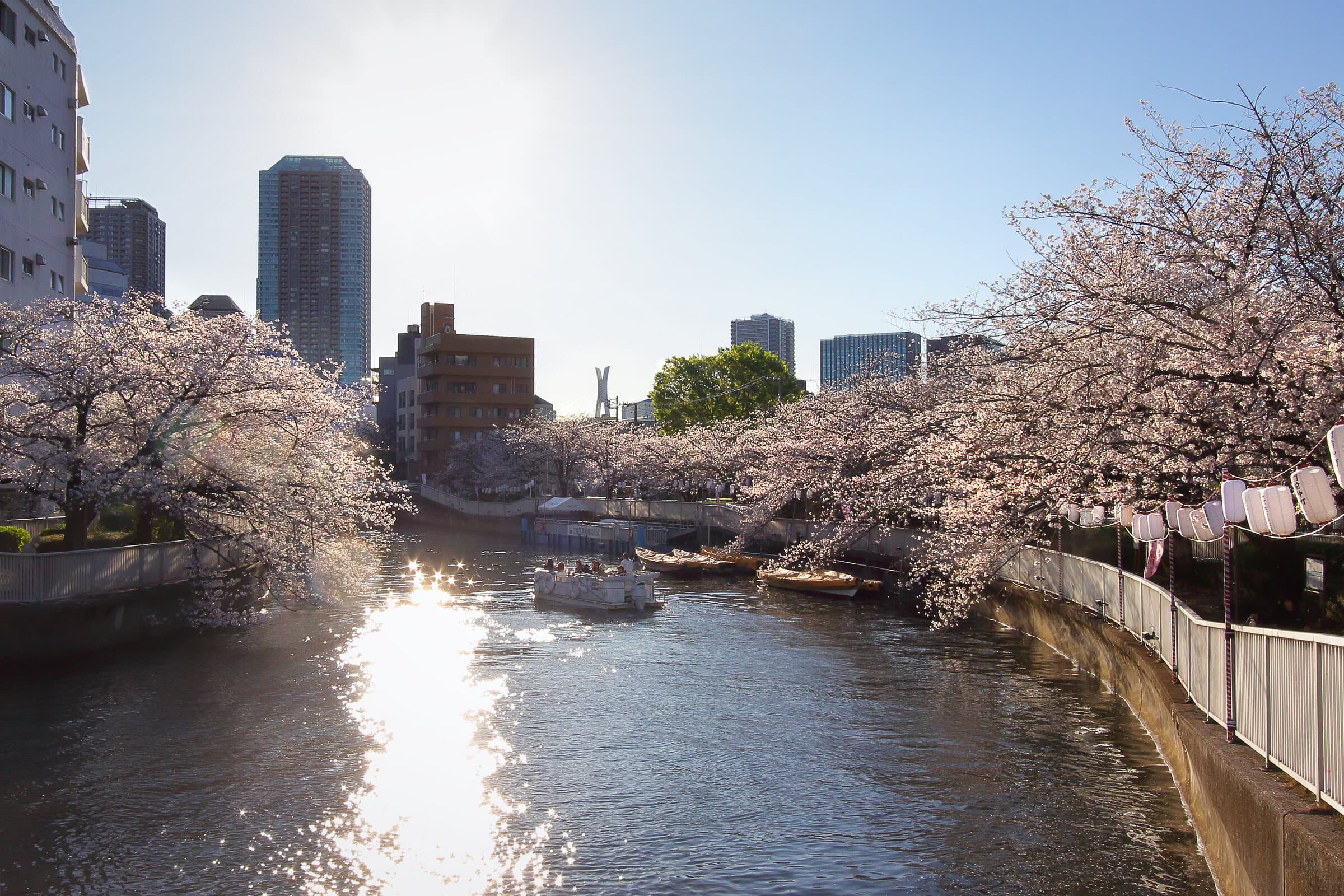 大横川沿いの桜と水辺の昼景